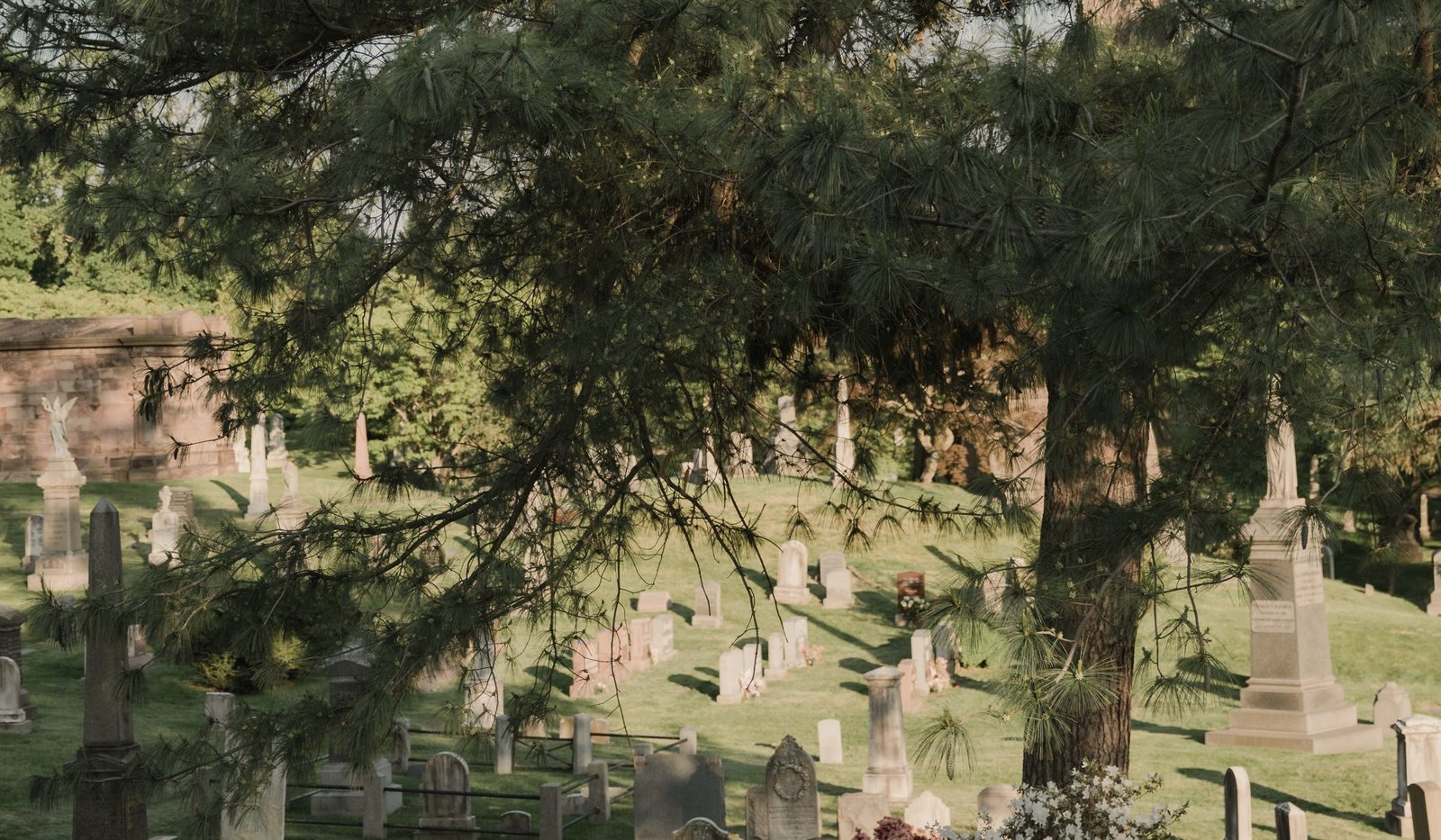 Mown cemetery lawn under a mature pine, monuments standing quietly in the distance.