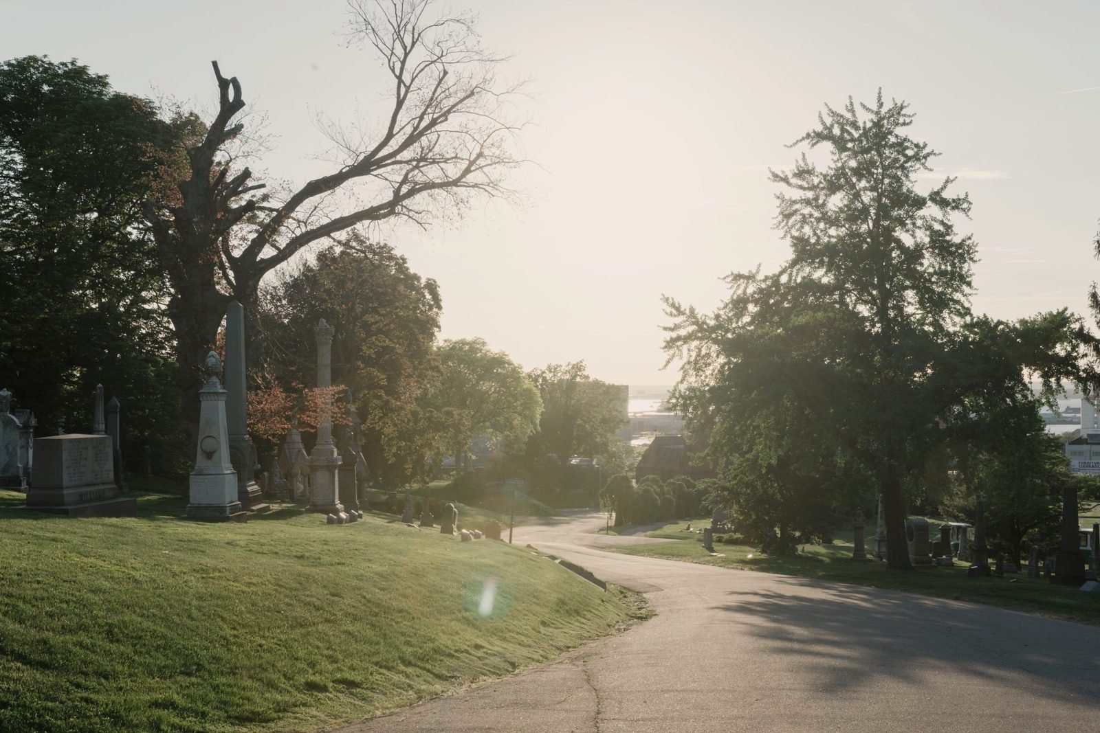 A cemetery lane curving through lawns and old trees in low evening light.